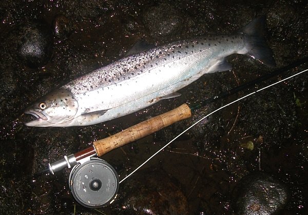 June sea trout from the Spey