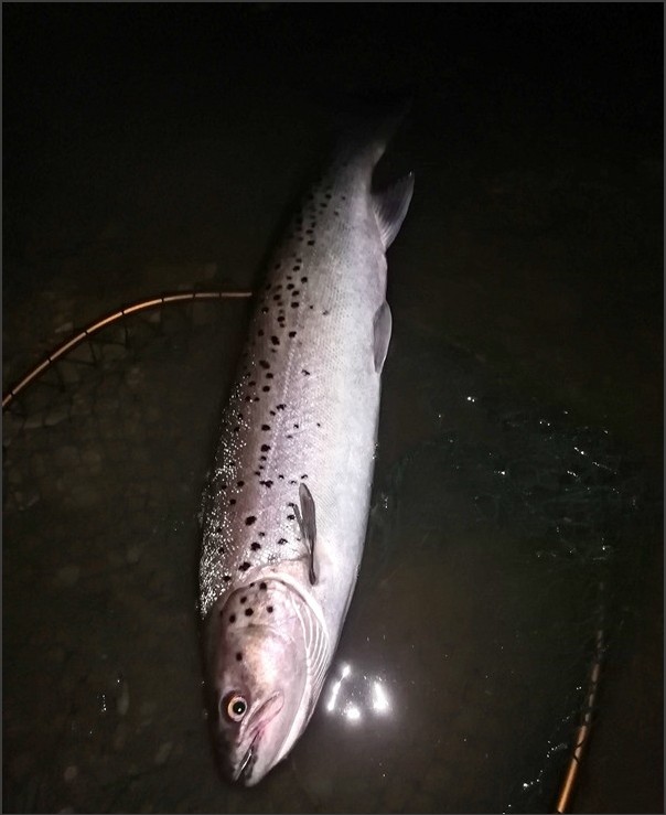 Elwy Sea Trout