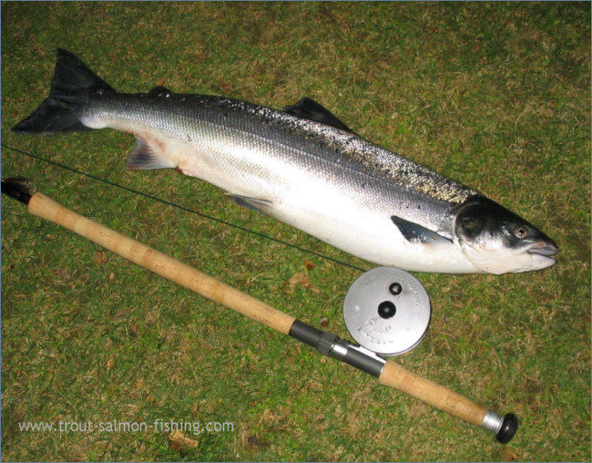 An Esk Salmon taken on a Flug