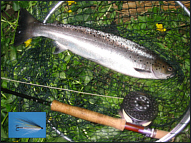 Spey Sea Trout