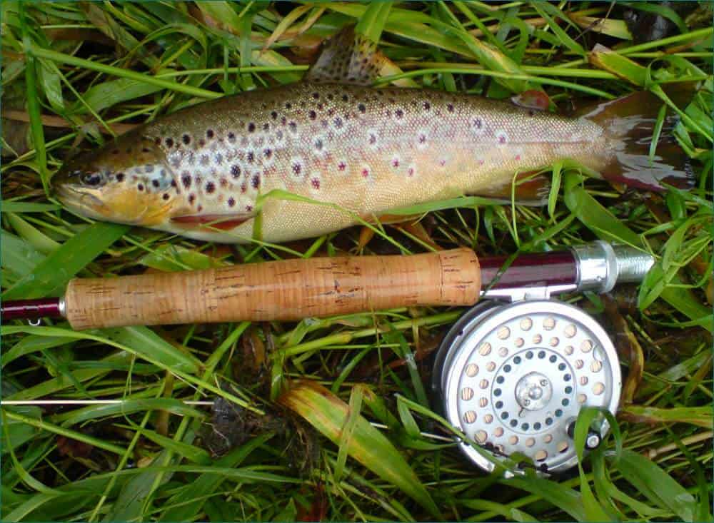 River Borown Trout