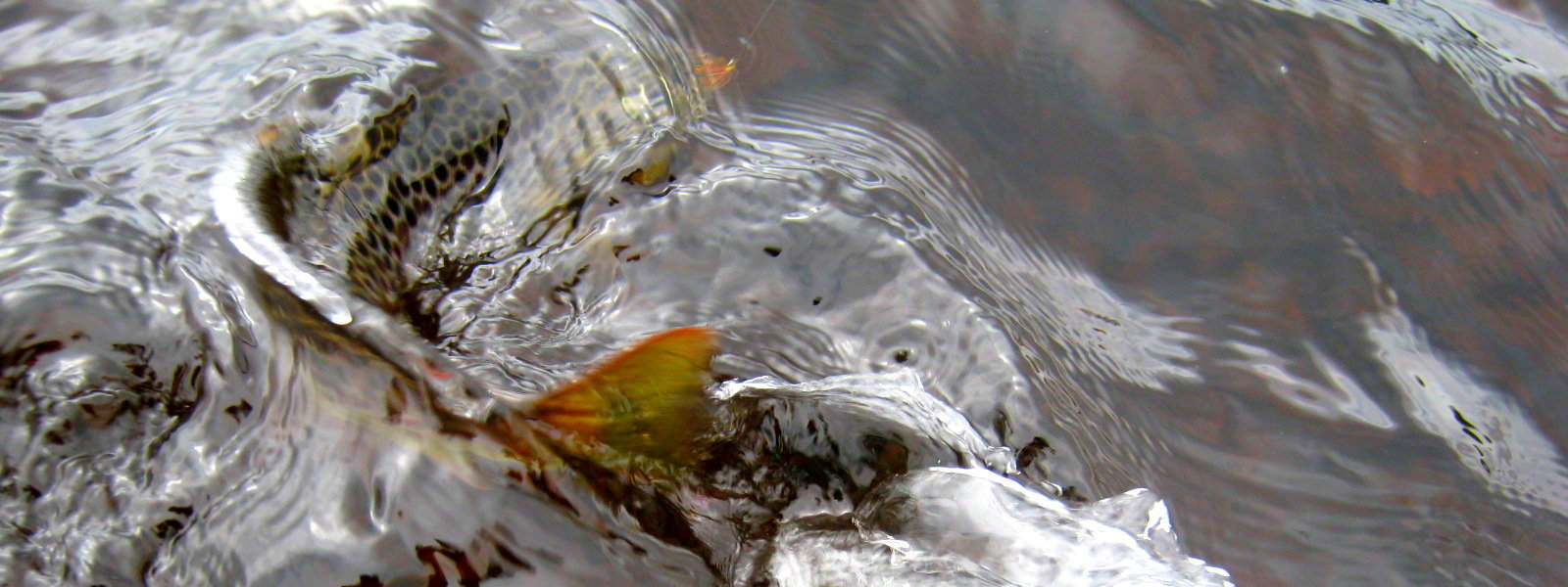 Loch Trout Fishing