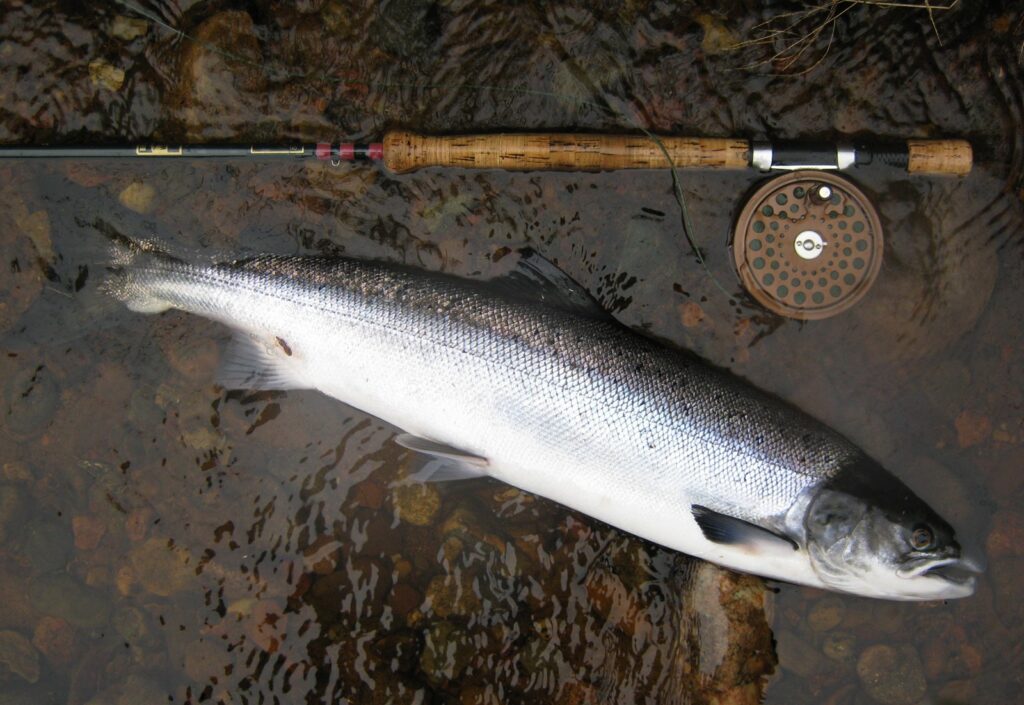 Grilse Caught on Fly