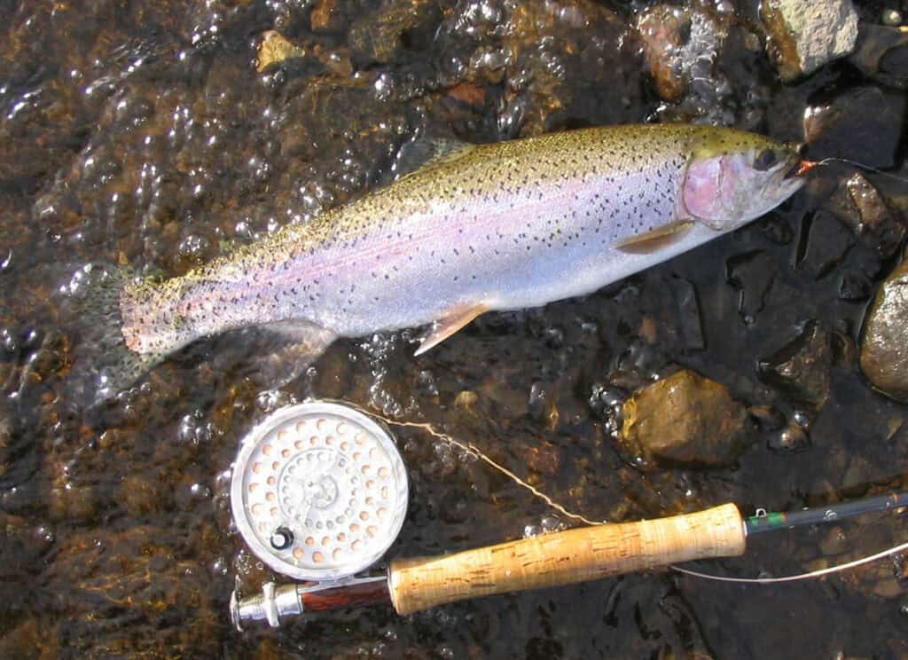 Rainbow Trout Fly Fishing