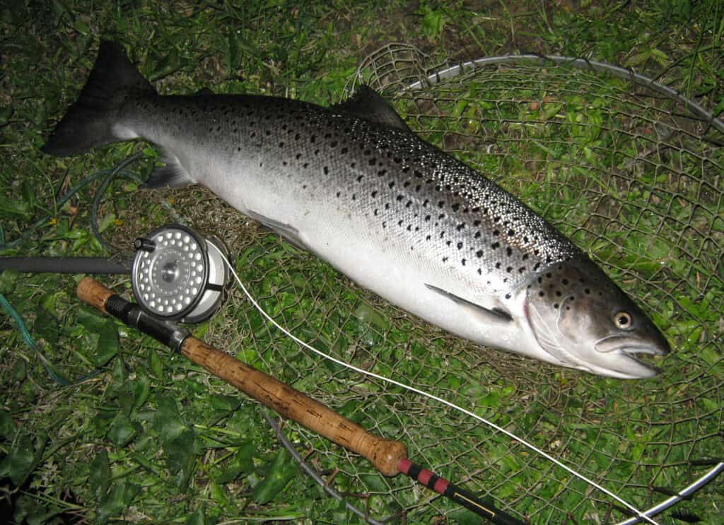 Sea Trout Fly Fishing