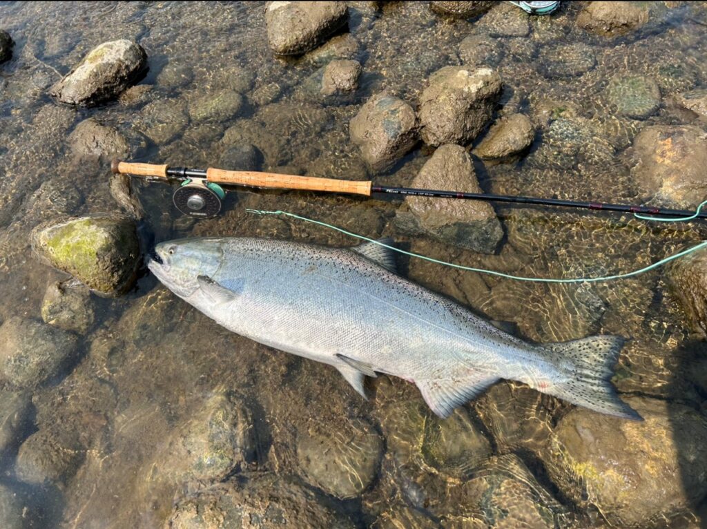 A third Chinook salmon from the Campbell River, Vancouver Island