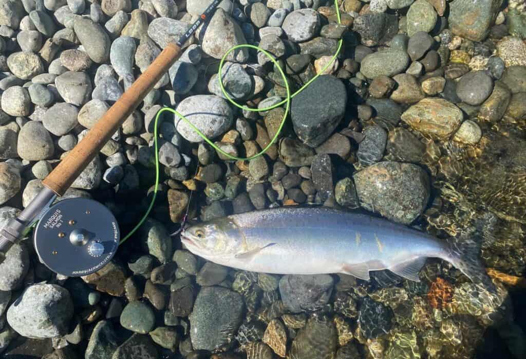 Pink Salmon on a Pink Needle Tube