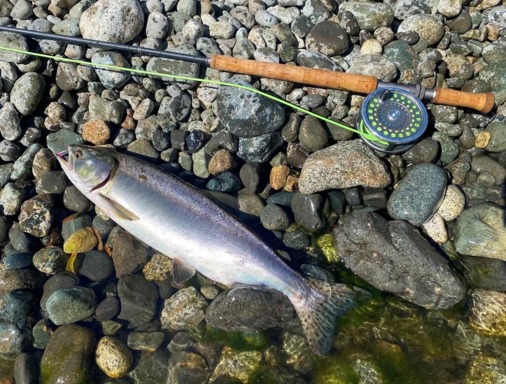 Pink Salmon on the Campbell River