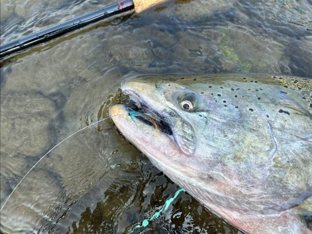 Spey Shrimp Needle Tube Fly