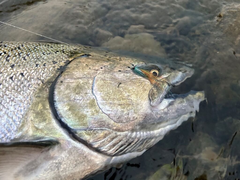 Chinook Salmon Tube Fly