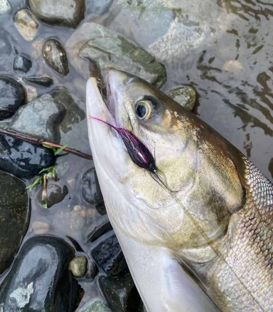 Another Pink on a Needle Tube