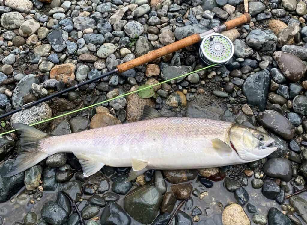 Chum Salmon Fishing