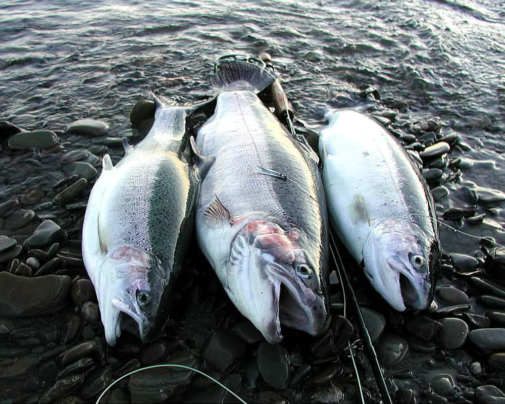 Lake Erie Steelhead