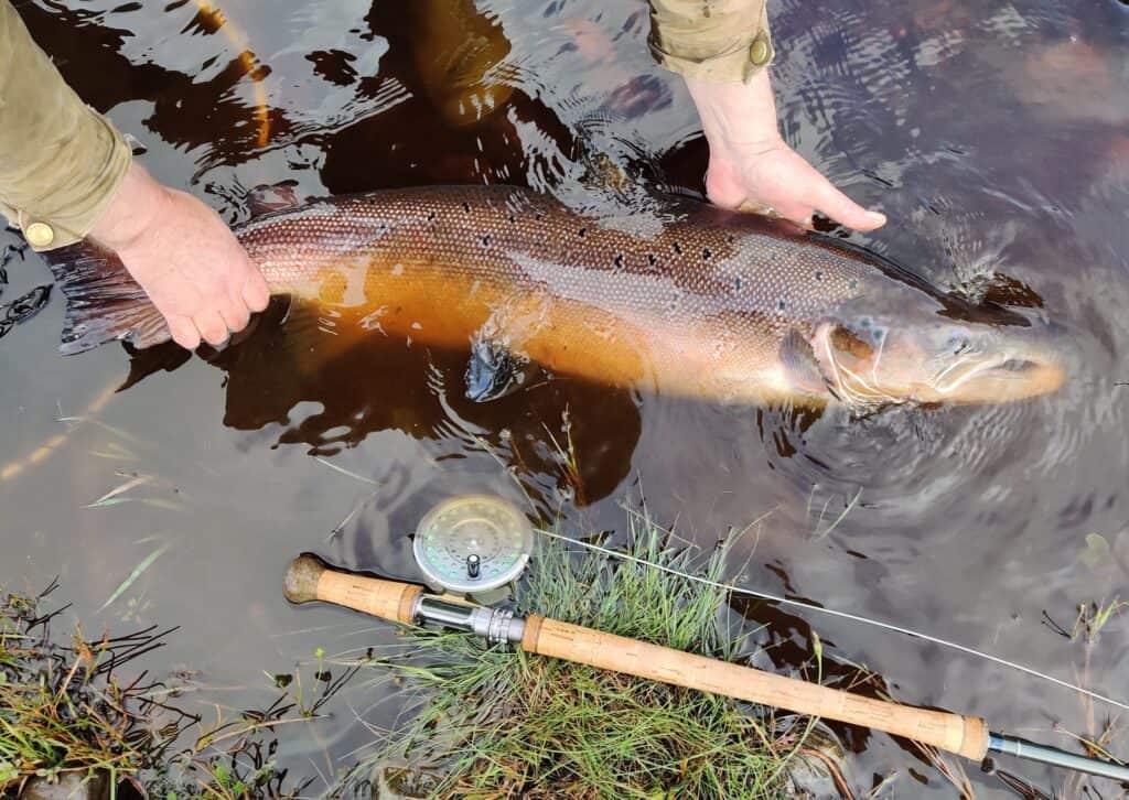 Findhorn Salmon On Needle Tube