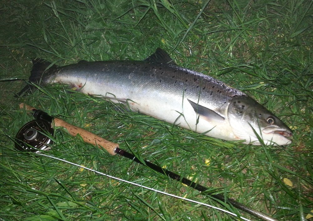 Another Night Tine Salmon