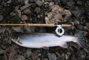 Norway Salmon on a Needle Tube