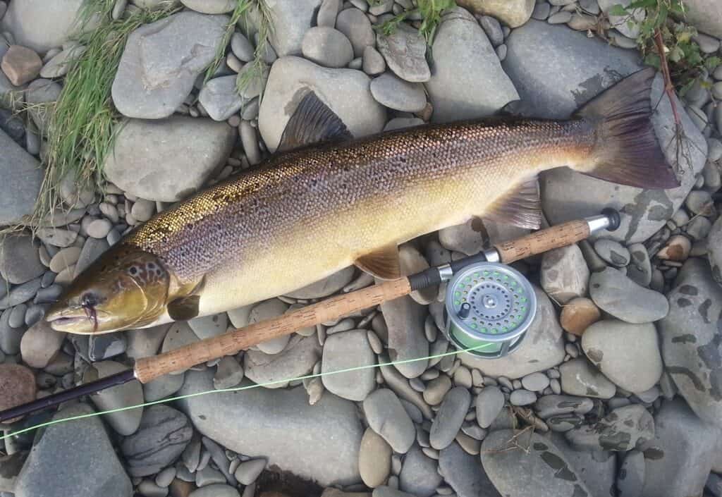 River Lune Salmon on Needle Tube Fly