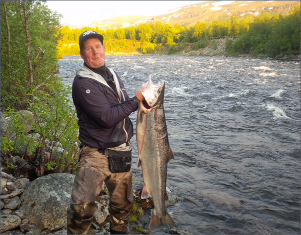 35 pound Norwegian Salmon