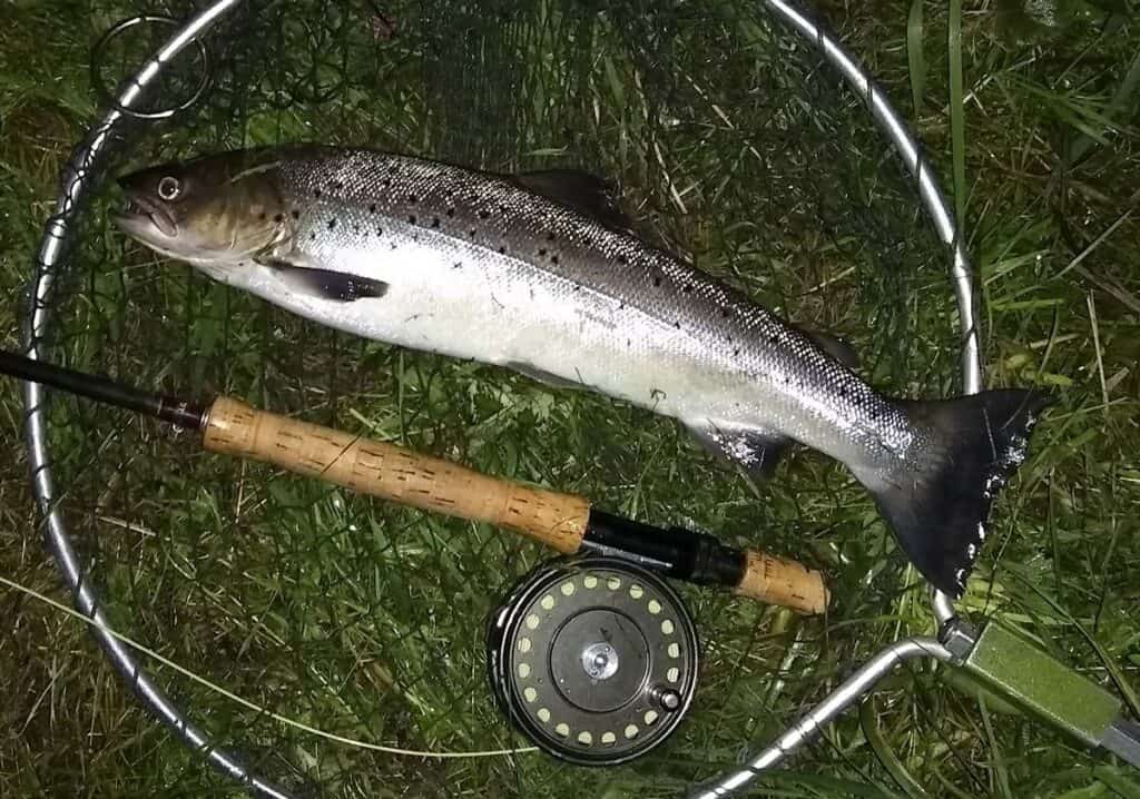 Border Esk Sea Trout