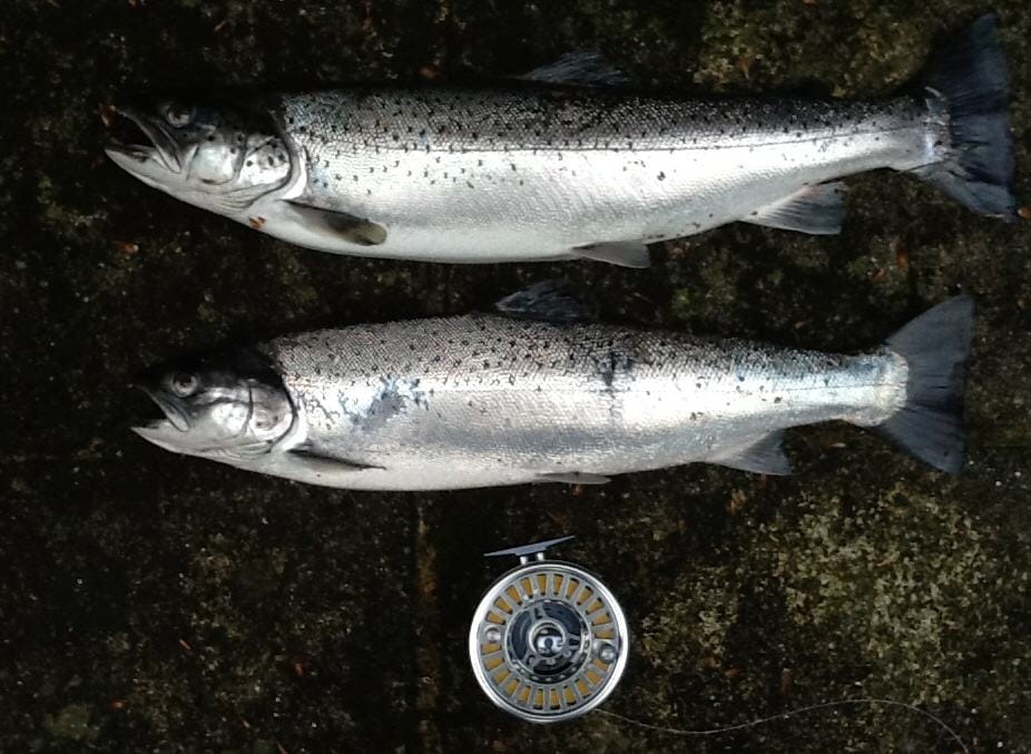 Dart Sea Trout