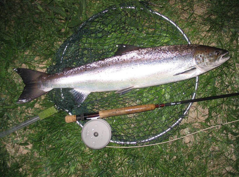 Spey Salmon at Night