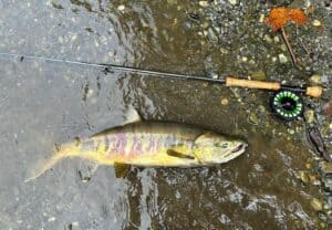 Sooke River, Vancouver Island Chum Salmon