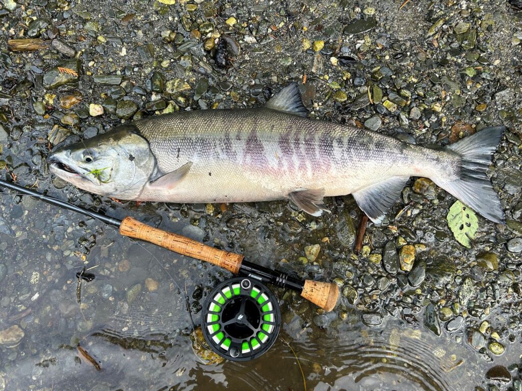 Sooke River, Vancouver Island, Cum Salmon