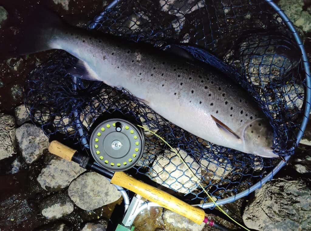Spay Sea Trout on a Needle Tube Fly Spey sea trout June 2025