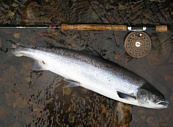 Fresh Atlantic Salmon