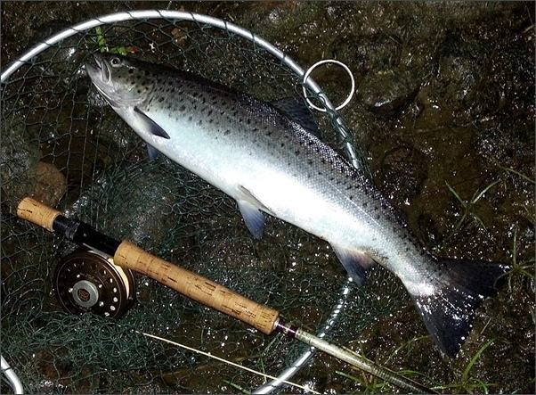 Sea Trout at Grantown on Spey