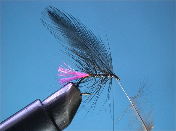 Tying the Loch Fly - step 6