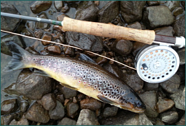 Loch Shin brown trout