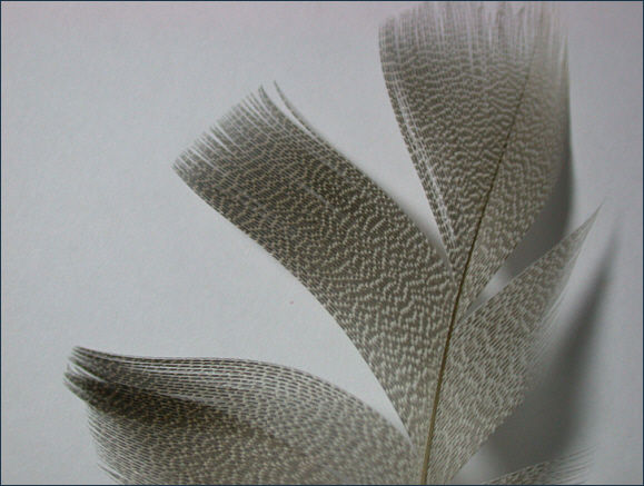 bronze mallard wing