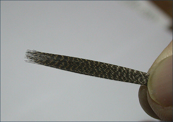 mallard wing folded twice