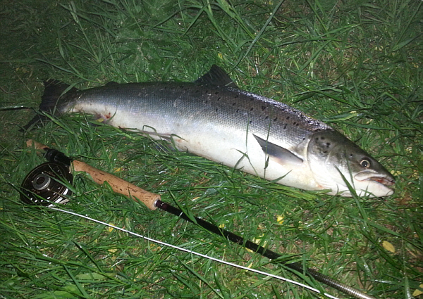 Spey Salmon from Abernethy Angling Association water