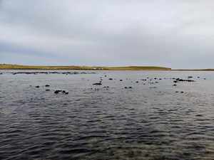 Seals fishing St POeters Pool, Orkney