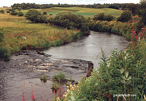 River Allan Salmon Fishing - Ashfield