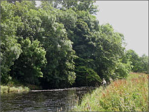 River Allan Salmon Fishing above Kinbuck