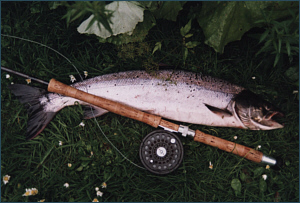 River Allan Salmon