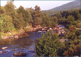 River Alness Salmon  Fishing