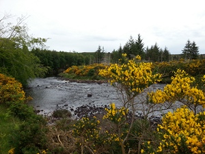 River Borgie Salmon Fishing