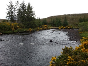 River Borgie Fishing