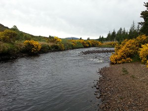 Salmon Fishing River Borgie