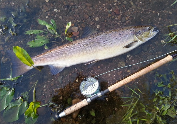 A hen salmon caught on a needle tube fly