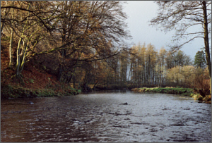 Endrick Sea Trout Fishing