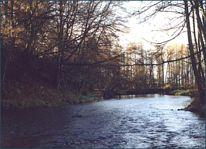 River Endrick Sea Trout Fishing