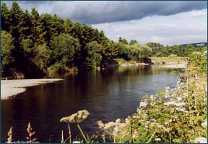 River Nith salmon fishing