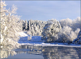 Swans on the Spey in Winter