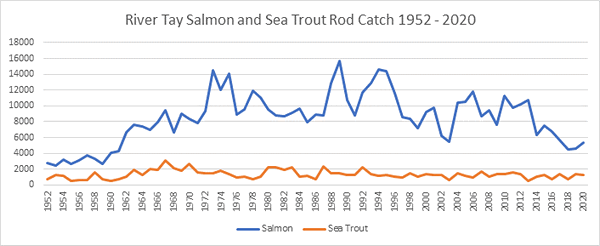 River Tay Salmon Catches