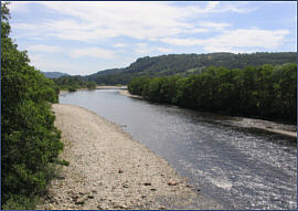 Trout and salmon fishing River Tummel at Logierait